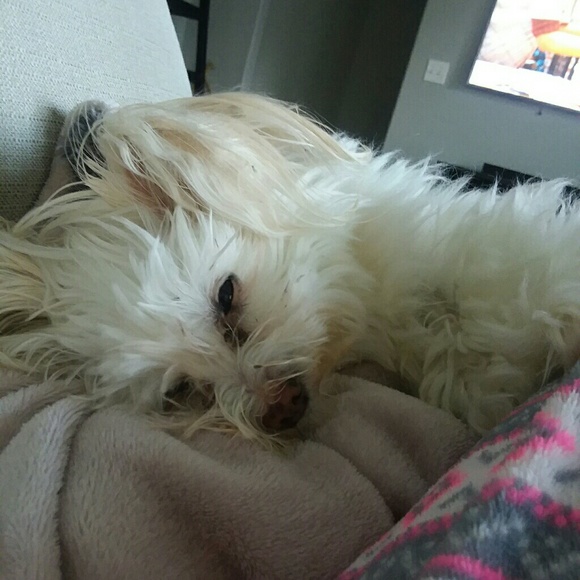 Meet your Posher, Melanie - Picture 8 of 9